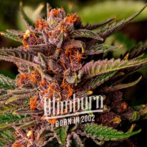 Blimburn Seeds Forbidden Fruit Feminized