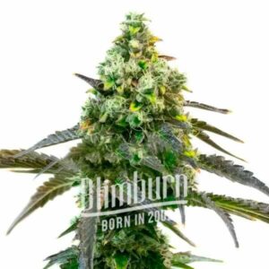 Blimburnseeds Godfather OG seeds