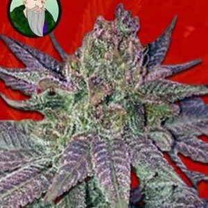 Crop King Seeds Forbidden Fruit Feminized
