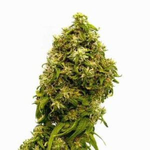 Growers Choice Cannabis Seeds Forbidden Fruit Feminized