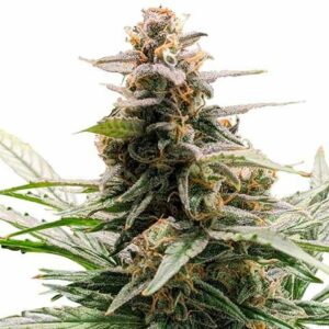 ILGM Godfather OG Feminized seeds