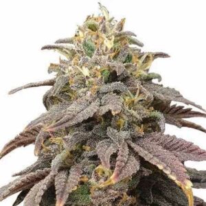 MSNL Forbidden Fruit Feminized Seeds