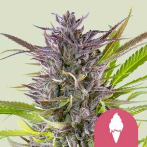 Royal Queen Seeds Green Gelato Feminized