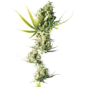 Sensi Seeds Durban Feminized Seeds