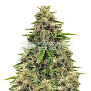 Weed Seeds Express Godfather OG feminized seeds