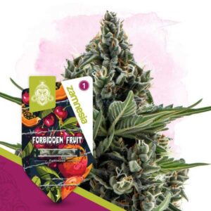 Zamnesia Forbidden Fruit Feminized Seeds
